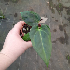 #107 Anthurium NOID