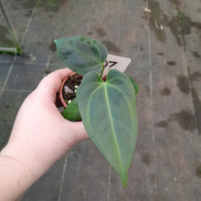 Load image into Gallery viewer, #107 Anthurium NOID