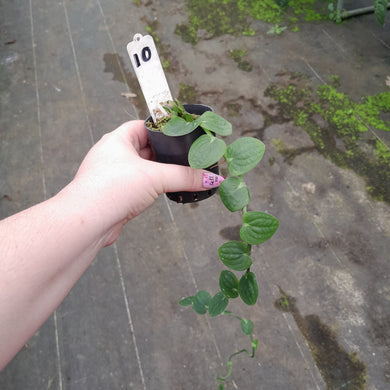 #10 Rhaphidophora Korthalsii