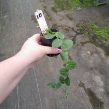 Load image into Gallery viewer, #10 Rhaphidophora Korthalsii