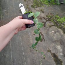 Load image into Gallery viewer, #10 Rhaphidophora Korthalsii