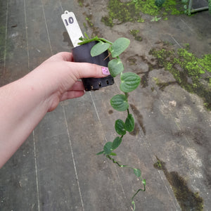 #10 Rhaphidophora Korthalsii