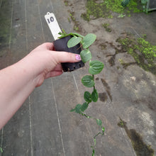 Load image into Gallery viewer, #10 Rhaphidophora Korthalsii