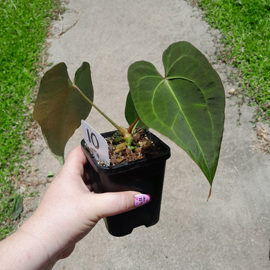 #10 Anthurium NOID