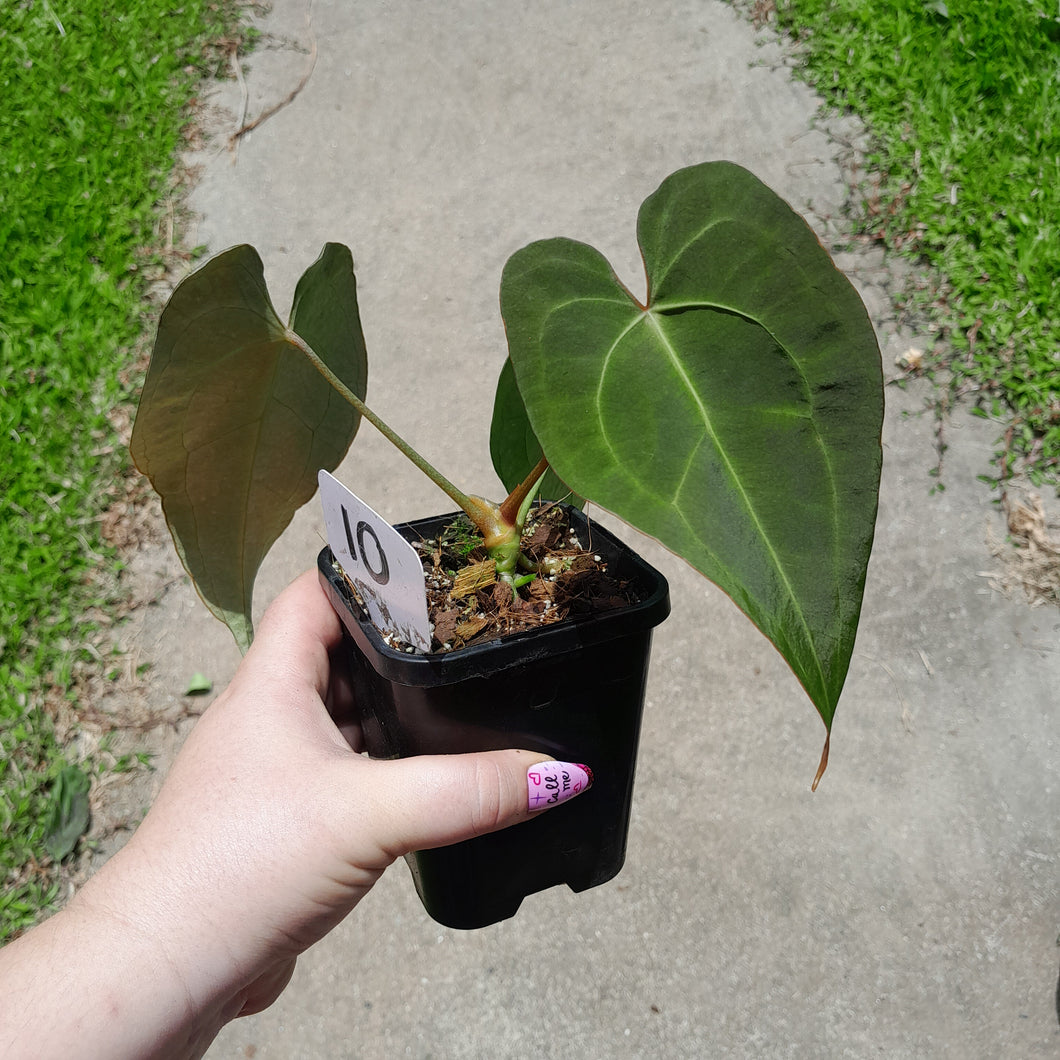 #10 Anthurium NOID