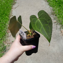 Load image into Gallery viewer, #10 Anthurium NOID