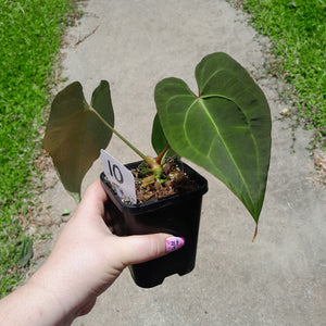 #10 Anthurium NOID