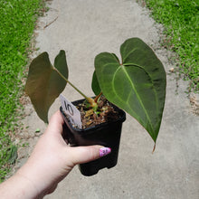 Load image into Gallery viewer, #10 Anthurium NOID