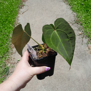 #10 Anthurium NOID