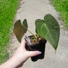 Load image into Gallery viewer, #10 Anthurium NOID