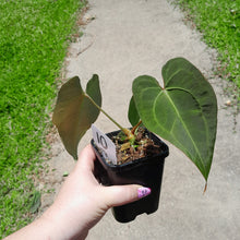 Load image into Gallery viewer, #10 Anthurium NOID