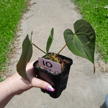 Load image into Gallery viewer, #10 Anthurium NOID