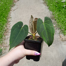 Load image into Gallery viewer, #10 Anthurium NOID