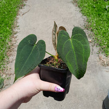 Load image into Gallery viewer, #10 Anthurium NOID
