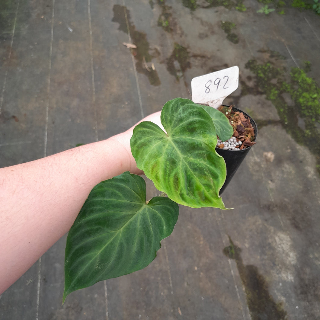 #892 Philodendron Verrucosum