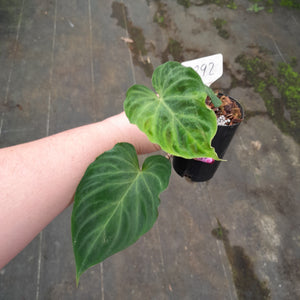 #892 Philodendron Verrucosum