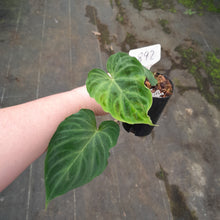 Load image into Gallery viewer, #892 Philodendron Verrucosum
