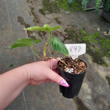 Load image into Gallery viewer, #892 Philodendron Verrucosum