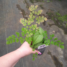 Load image into Gallery viewer, #59 Anthurium Macrolobium x and Maidenhair Fern