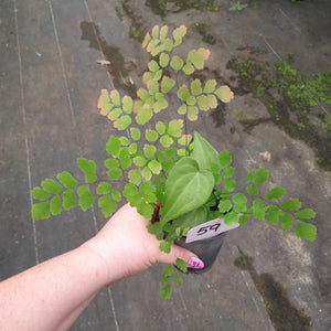 #59 Anthurium Macrolobium x and Maidenhair Fern