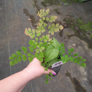 #59 Anthurium Macrolobium x and Maidenhair Fern