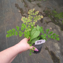 Load image into Gallery viewer, #59 Anthurium Macrolobium x and Maidenhair Fern