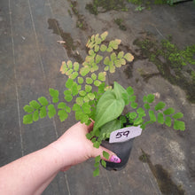 Load image into Gallery viewer, #59 Anthurium Macrolobium x and Maidenhair Fern