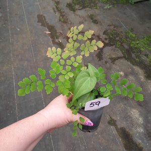 #59 Anthurium Macrolobium x and Maidenhair Fern