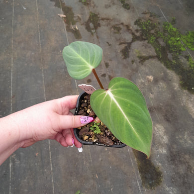 #47 Philodendron Gloriosum