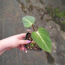 Load image into Gallery viewer, #47 Philodendron Gloriosum