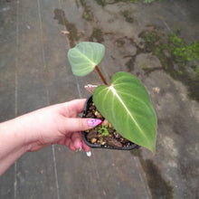 Load image into Gallery viewer, #47 Philodendron Gloriosum