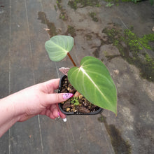 Load image into Gallery viewer, #47 Philodendron Gloriosum
