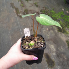 Load image into Gallery viewer, #47 Philodendron Gloriosum