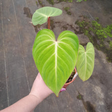 Load image into Gallery viewer, #121 Philodendron Gloriosum
