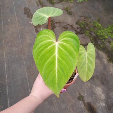 #121 Philodendron Gloriosum