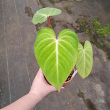 Load image into Gallery viewer, #121 Philodendron Gloriosum
