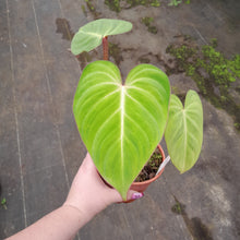Load image into Gallery viewer, #121 Philodendron Gloriosum