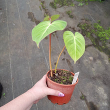 Load image into Gallery viewer, #121 Philodendron Gloriosum