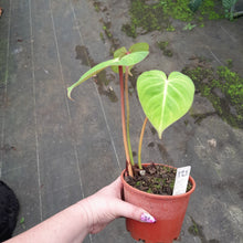 Load image into Gallery viewer, #121 Philodendron Gloriosum