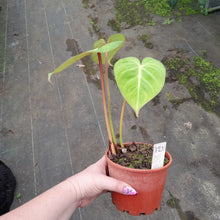 Load image into Gallery viewer, #121 Philodendron Gloriosum