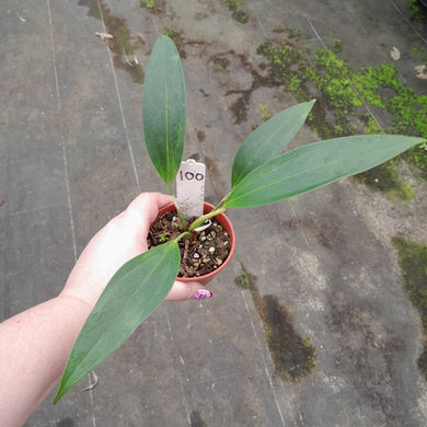 #100 Anthurium Amnicola