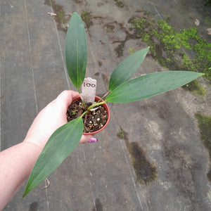 #100 Anthurium Amnicola