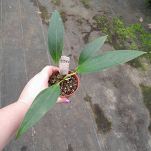 Load image into Gallery viewer, #100 Anthurium Amnicola