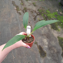 Load image into Gallery viewer, #100 Anthurium Amnicola