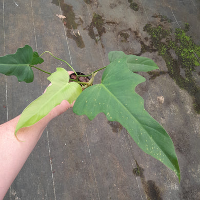 #992 Philodendron Golden Dragon