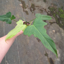 Load image into Gallery viewer, #992 Philodendron Golden Dragon