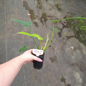 #992 Philodendron Golden Dragon