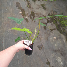 Load image into Gallery viewer, #992 Philodendron Golden Dragon