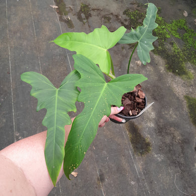 #94 Philodendron Golden Dragon