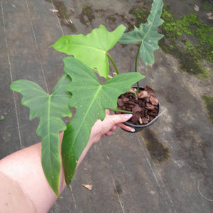 #94 Philodendron Golden Dragon